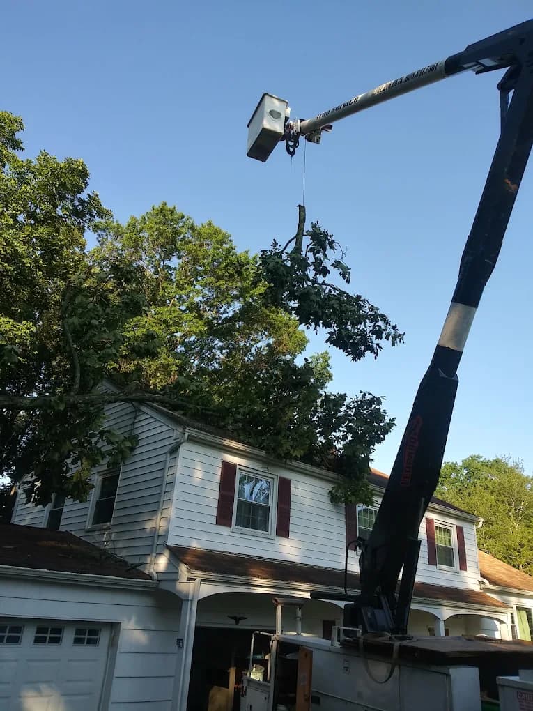 Tree Service