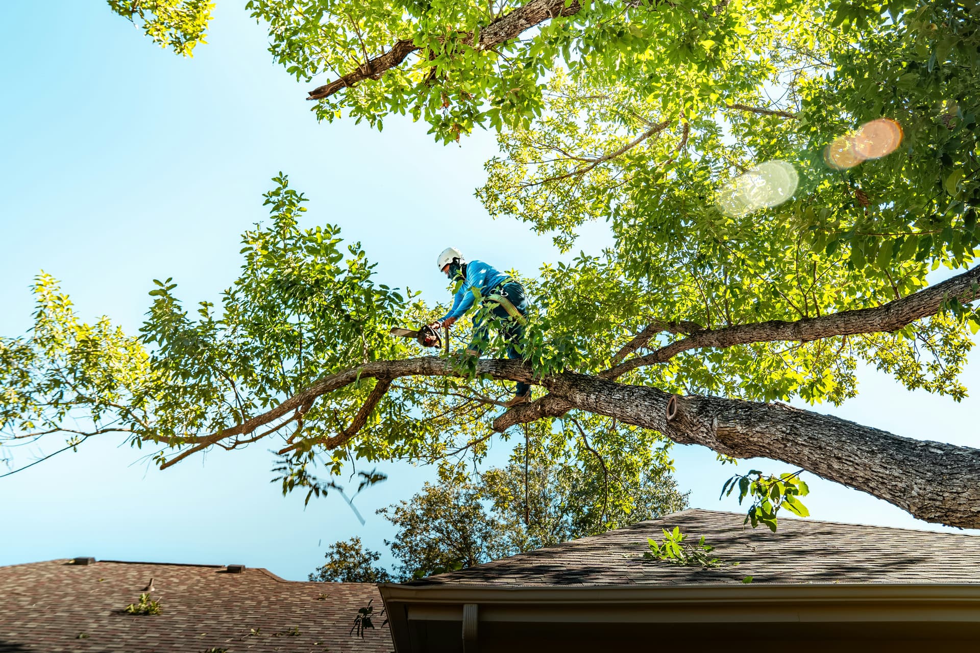 Trees Kept Sound and In Shape