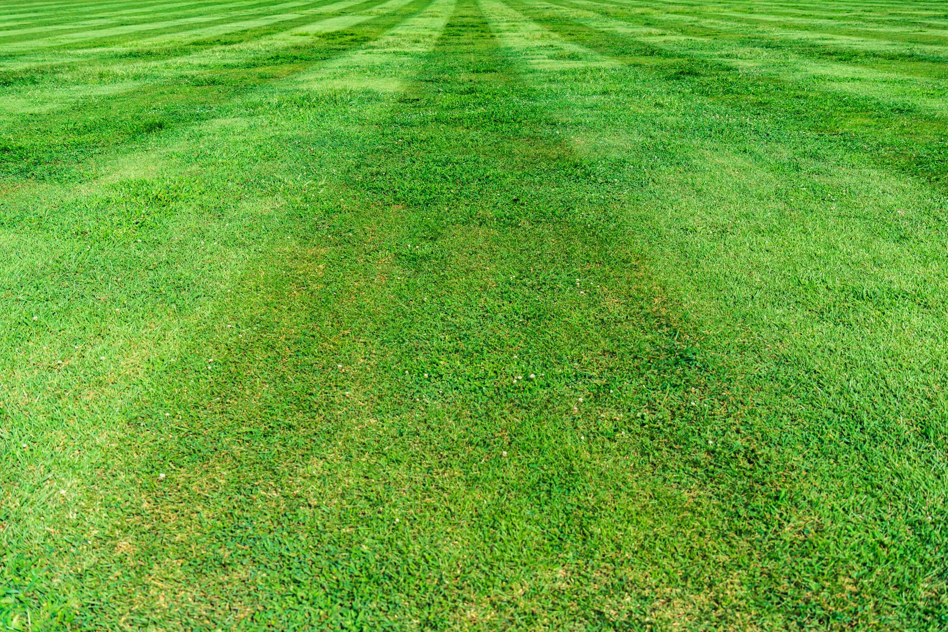 Understand Why Lawn Weeds Found an Opening